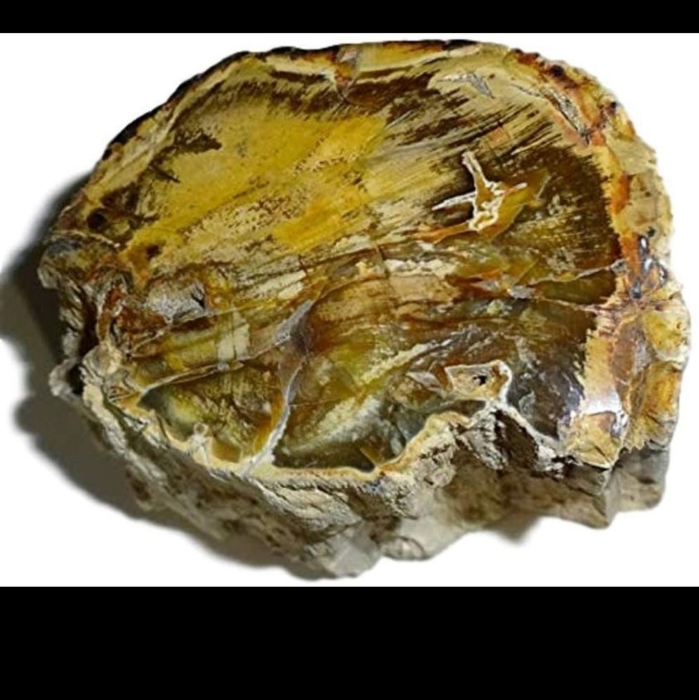 Petrified Fossilized Chunk Of Wood With Resin Fro… - image 2
